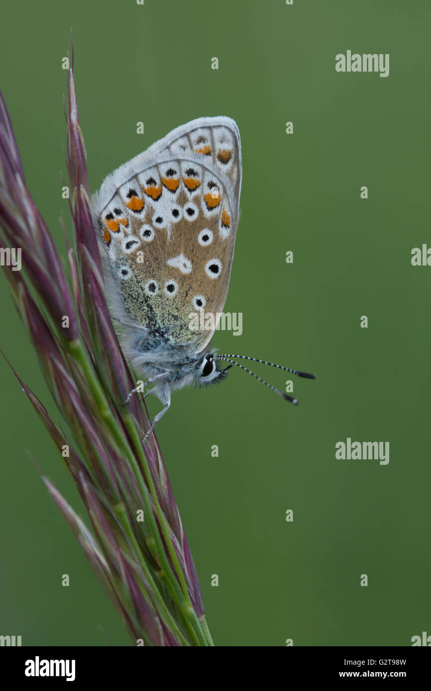 Papillon bleu commun (Polyommatus icarus), Royaume-Uni Banque D'Images