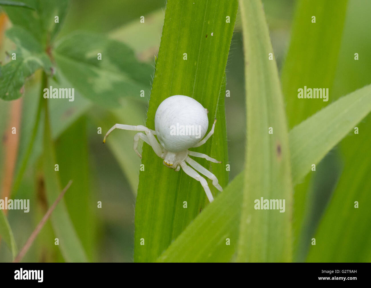 Houghton (Misumena vatia araignée crabe) sur l'herbe, UK Banque D'Images