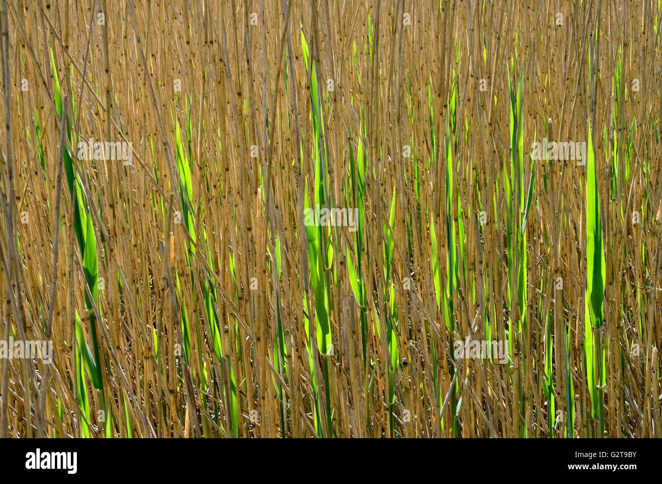 Abstract pattern de roseau commun Phragmites australis retour allumé Banque D'Images
