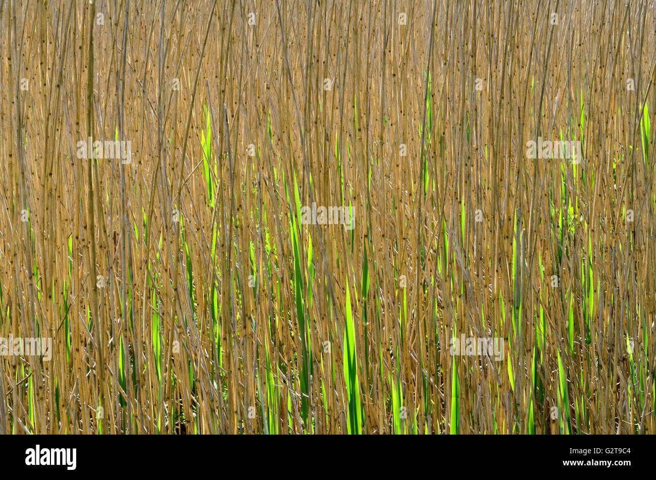 Abstract pattern de roseau commun Phragmites australis retour allumé Banque D'Images