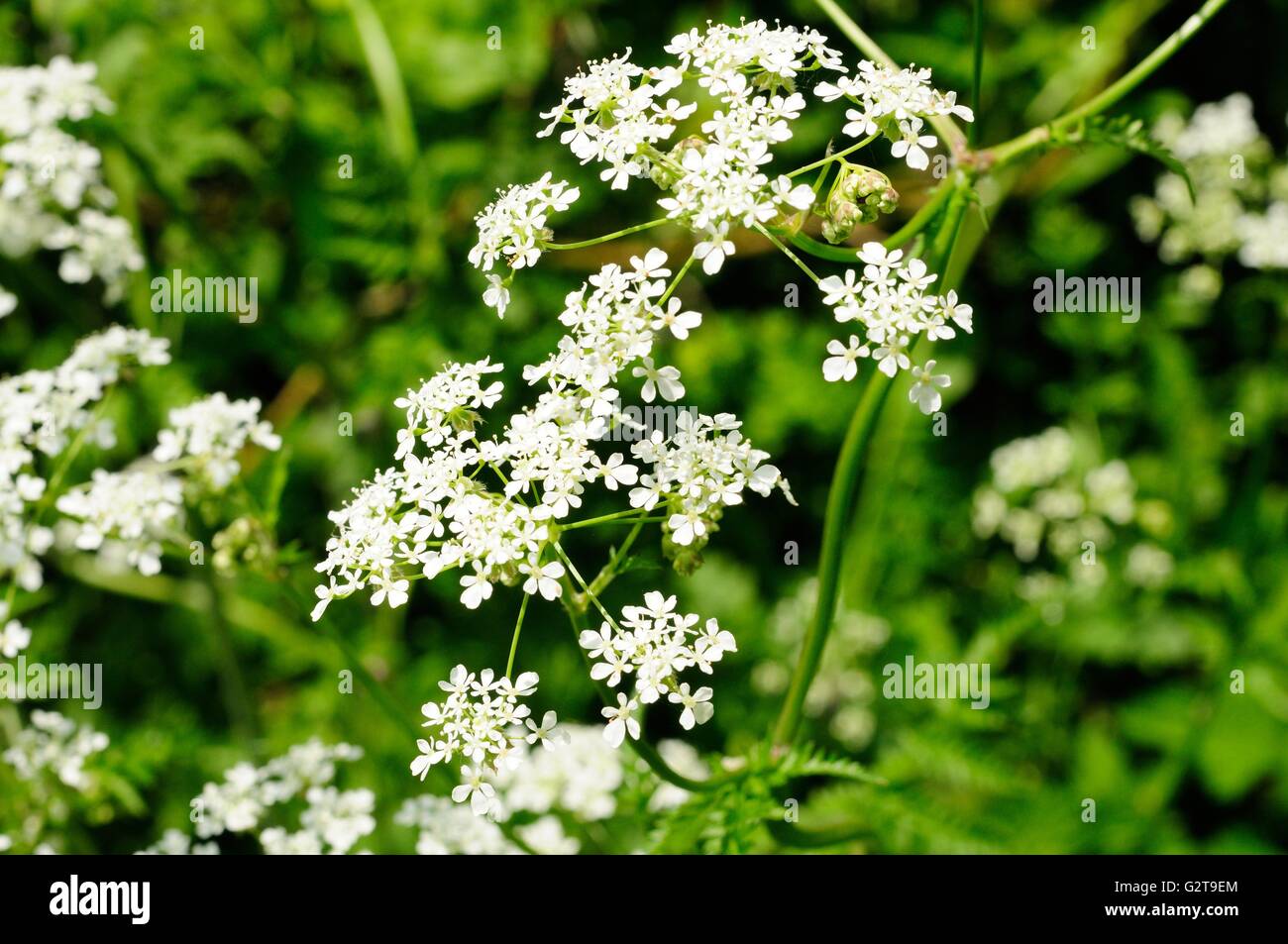 Cow parsley ou cerfeuil sauvage Anthriscus sylvestris Banque D'Images