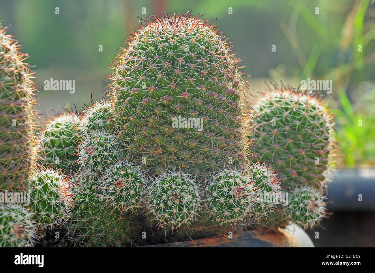 Close up of Cactus Glaudinae, Lithops Aizoaceae. Famille de plantes Cactaceae utilisés comme nourriture, du fourrage et des plantes ornementales. Banque D'Images