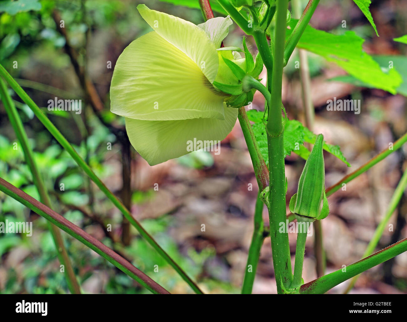 Le doigt de dame mûre et de fleur dans un jardin potager. Aussi appelé okra. Malvceae appartient au sous-groupe. Banque D'Images