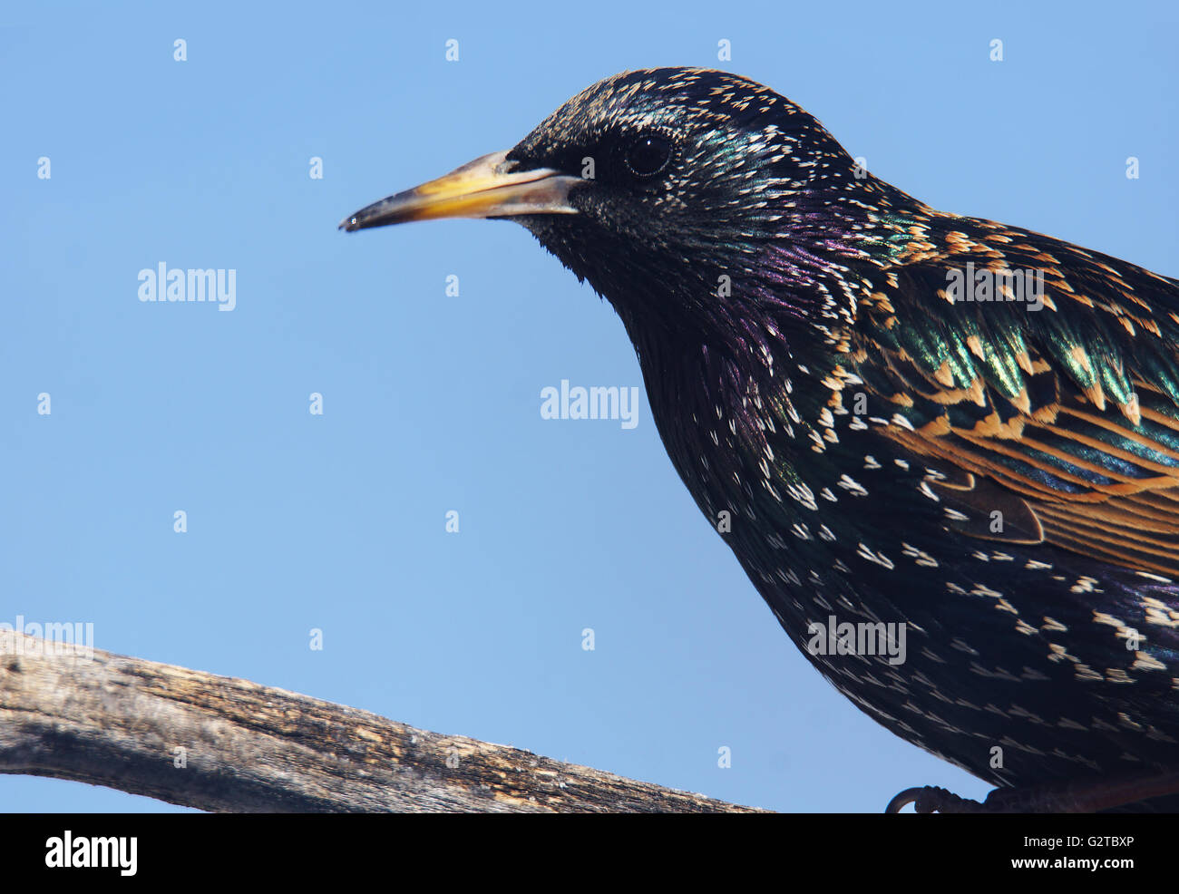 L'étourneau sansonnet Sturnus vulgaris, on branch Banque D'Images