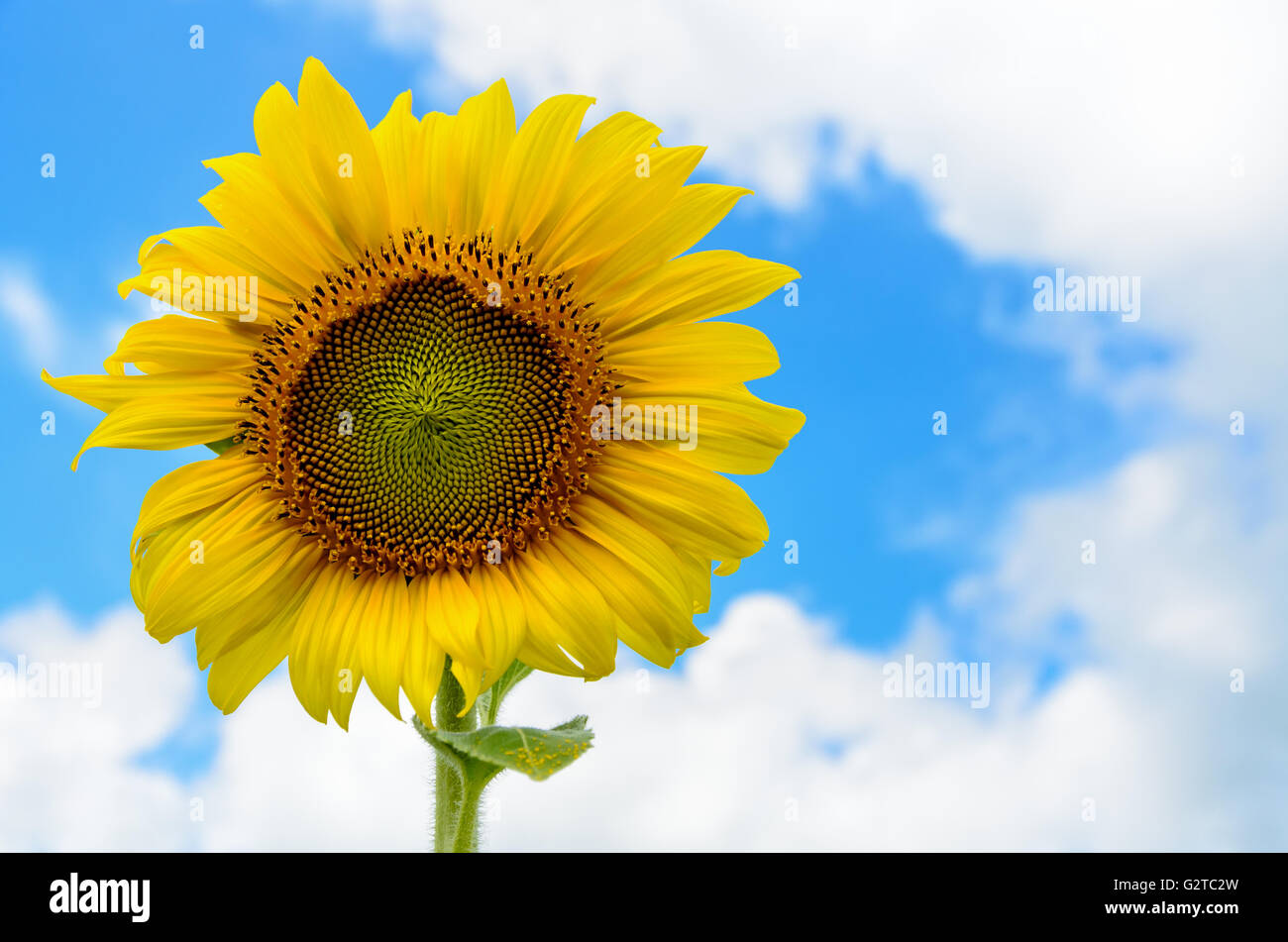 Fleur jaune du TOURNESOL Helianthus annuus ou fleurir dans le champ sur fond de ciel bleu Banque D'Images