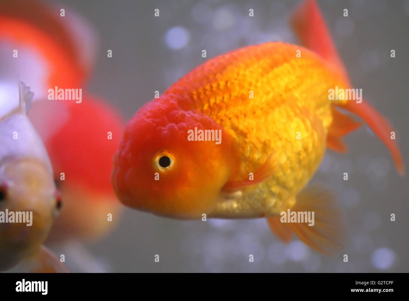 Poisson rouge tête de lion Banque D'Images