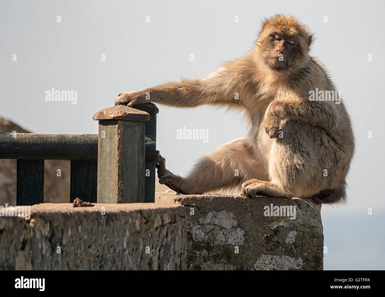 Macaque de barbarie de Gibraltar, la seule population de singes sauvages dans le continent européen Banque D'Images