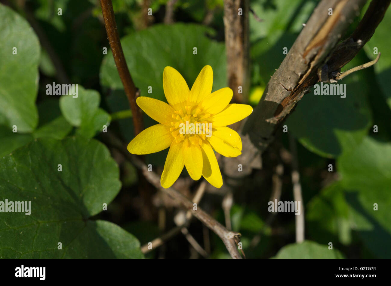 Lesser celandine Banque D'Images