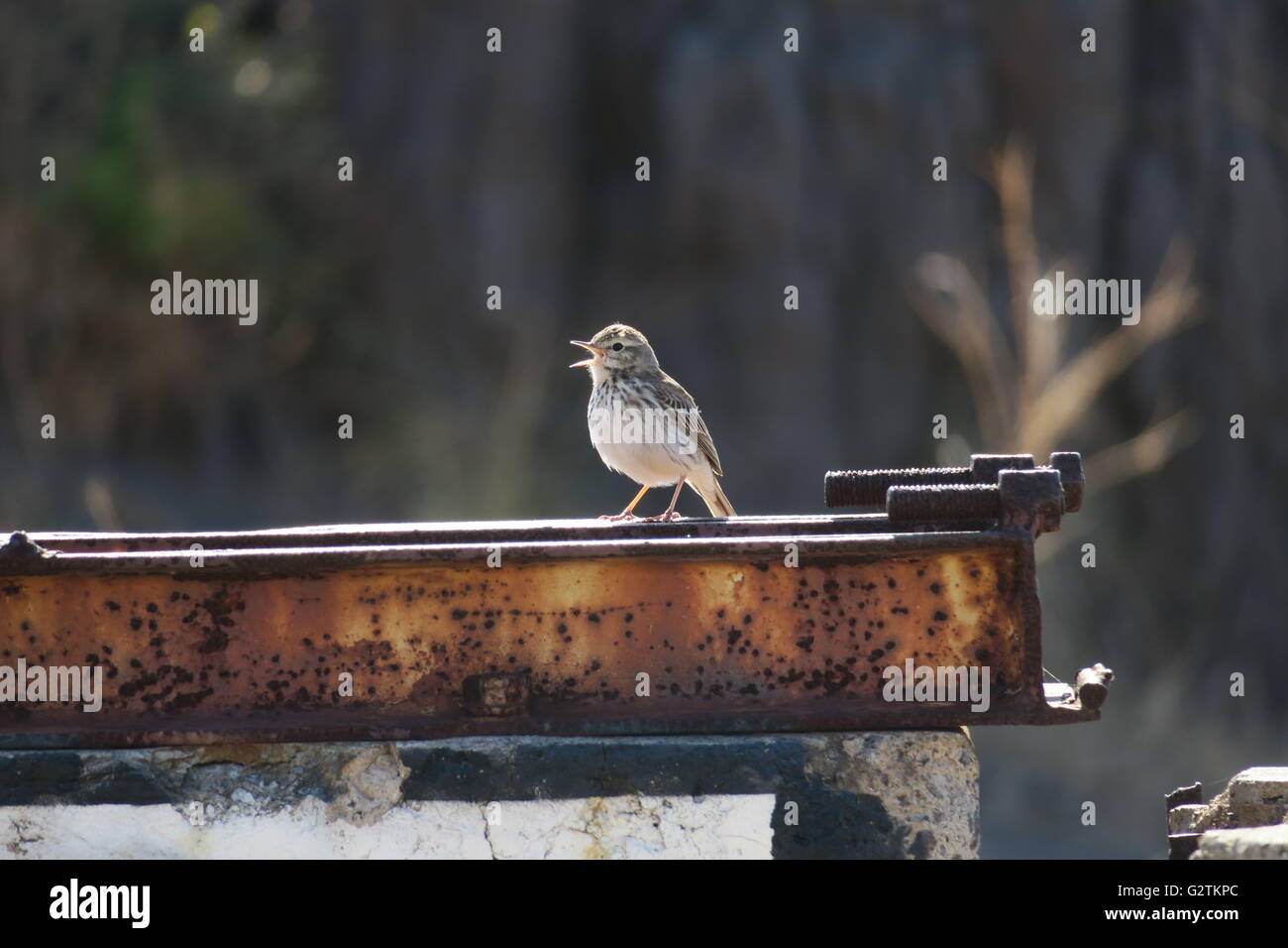 Un chant du Pipit de Berthelot parmi les bâtiments désertés au Mirador Las Teresitas au-dessus de Playa de Las Teresitas, dispensé, San, Tenerife. Banque D'Images