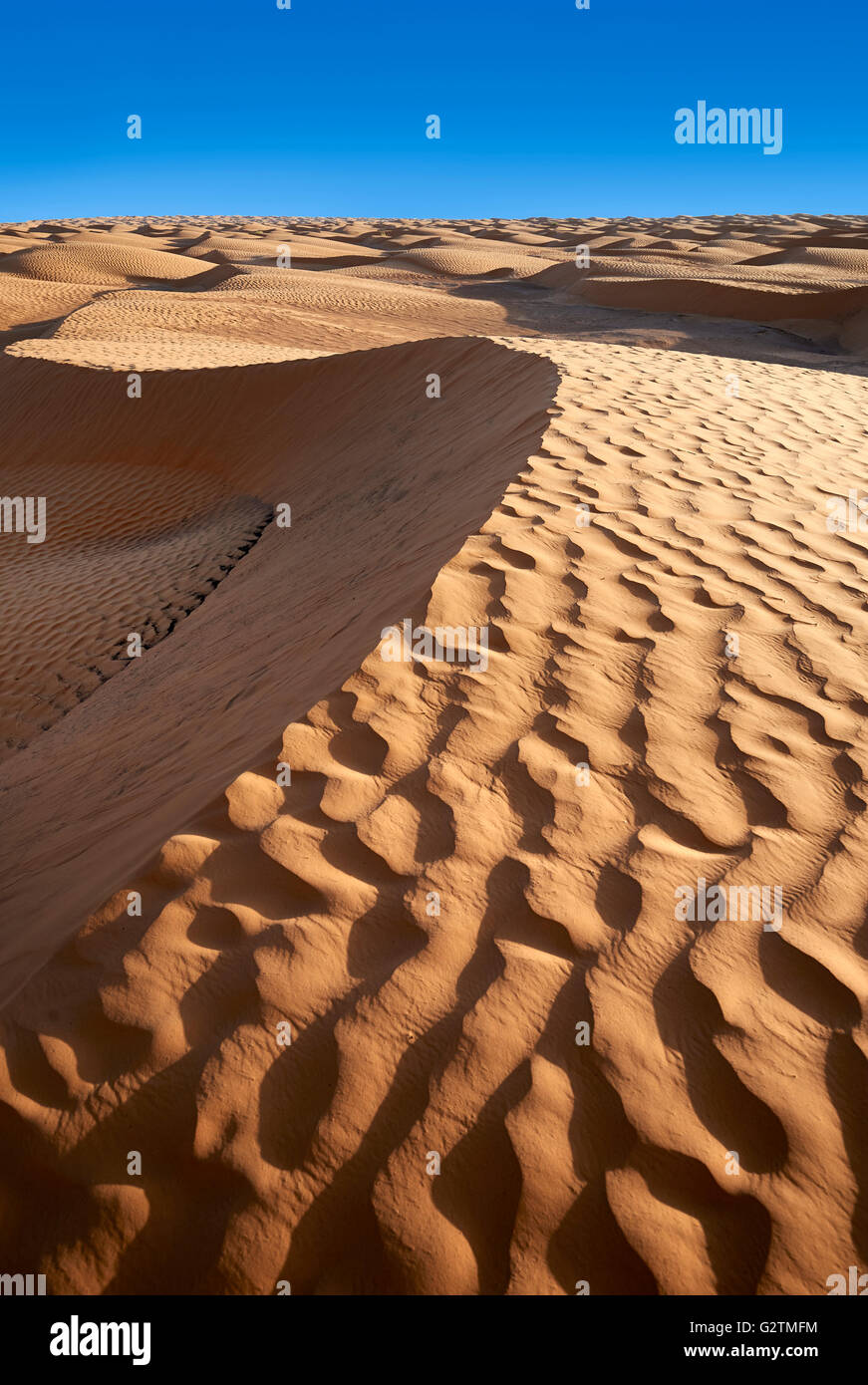 Dunes de sable du Grand Erg Oriental près de l'oasis de Ksar Ghilane, Sahara, Tunisie Banque D'Images