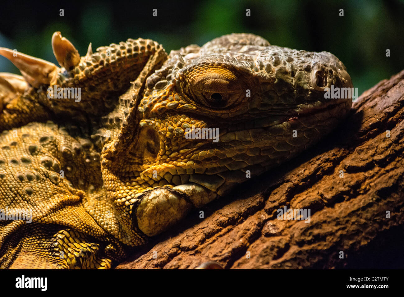 Portrait de l'iguane dans le zoo (Cracovie, Pologne) Banque D'Images