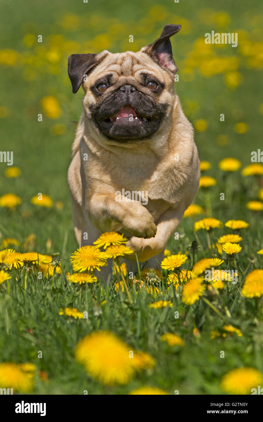 Chiot Pug s'exécutant dans un pissenlit prairie, Allemagne Banque D'Images