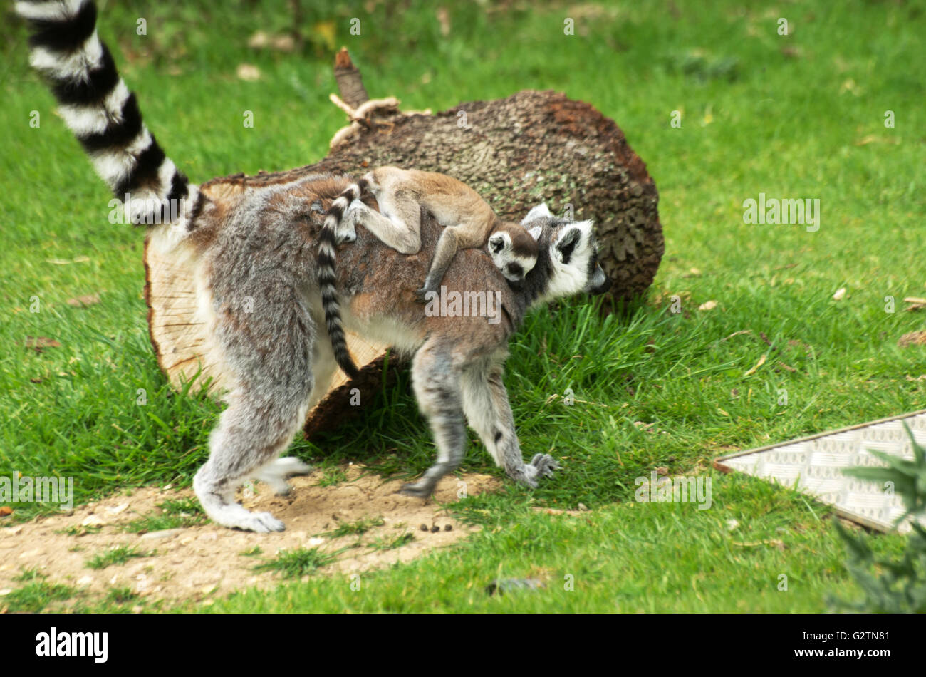RING-TAILED LÉMURIENS, Lumur Catta, Madagascar, Banque D'Images