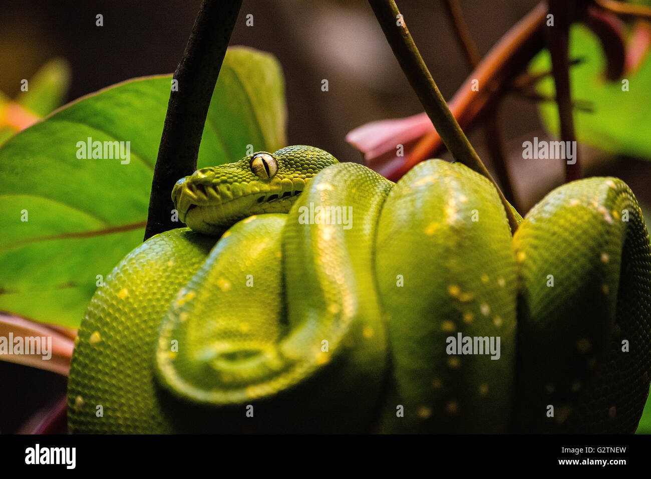 Green snake dans le zoo de Cracovie (Pologne) Banque D'Images