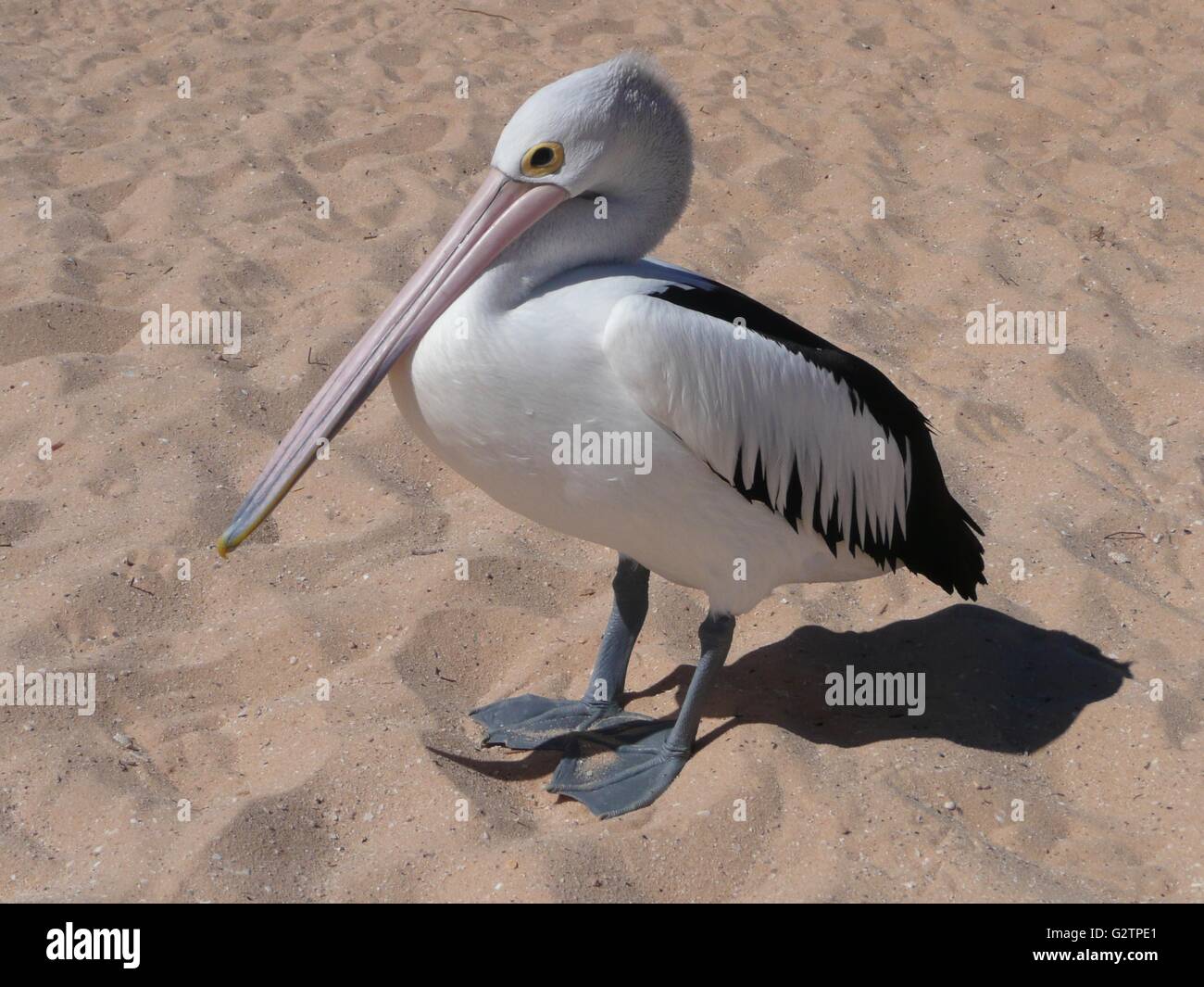 Pelican sur une plage de sable à l'Australie Banque D'Images