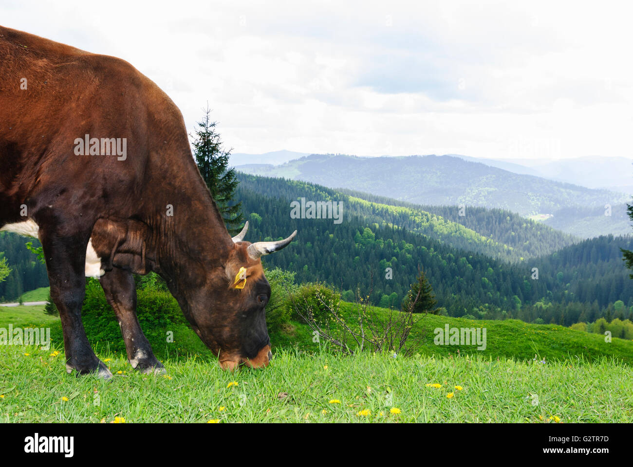 La ruthénie subcarpatique montagne paysage vache, la Roumanie, la Moldavie, la Moldavie, Moldau Carpates, Sucevita Banque D'Images