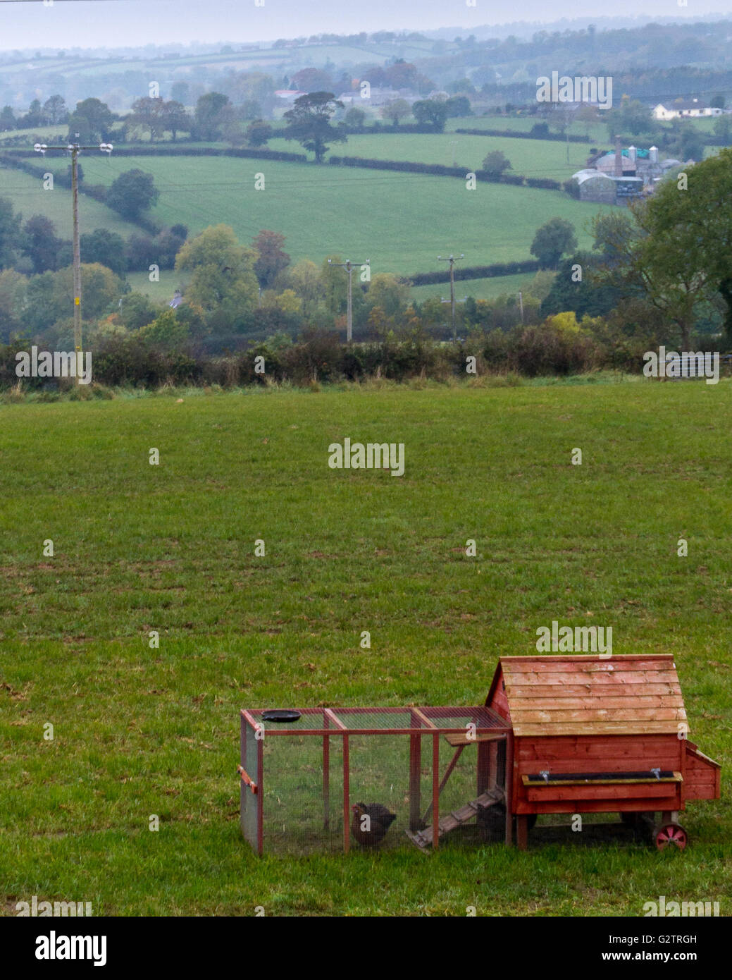 Cage de poulet rouge dans les régions rurales du nord de l'Irlande une terre agricole. Banque D'Images