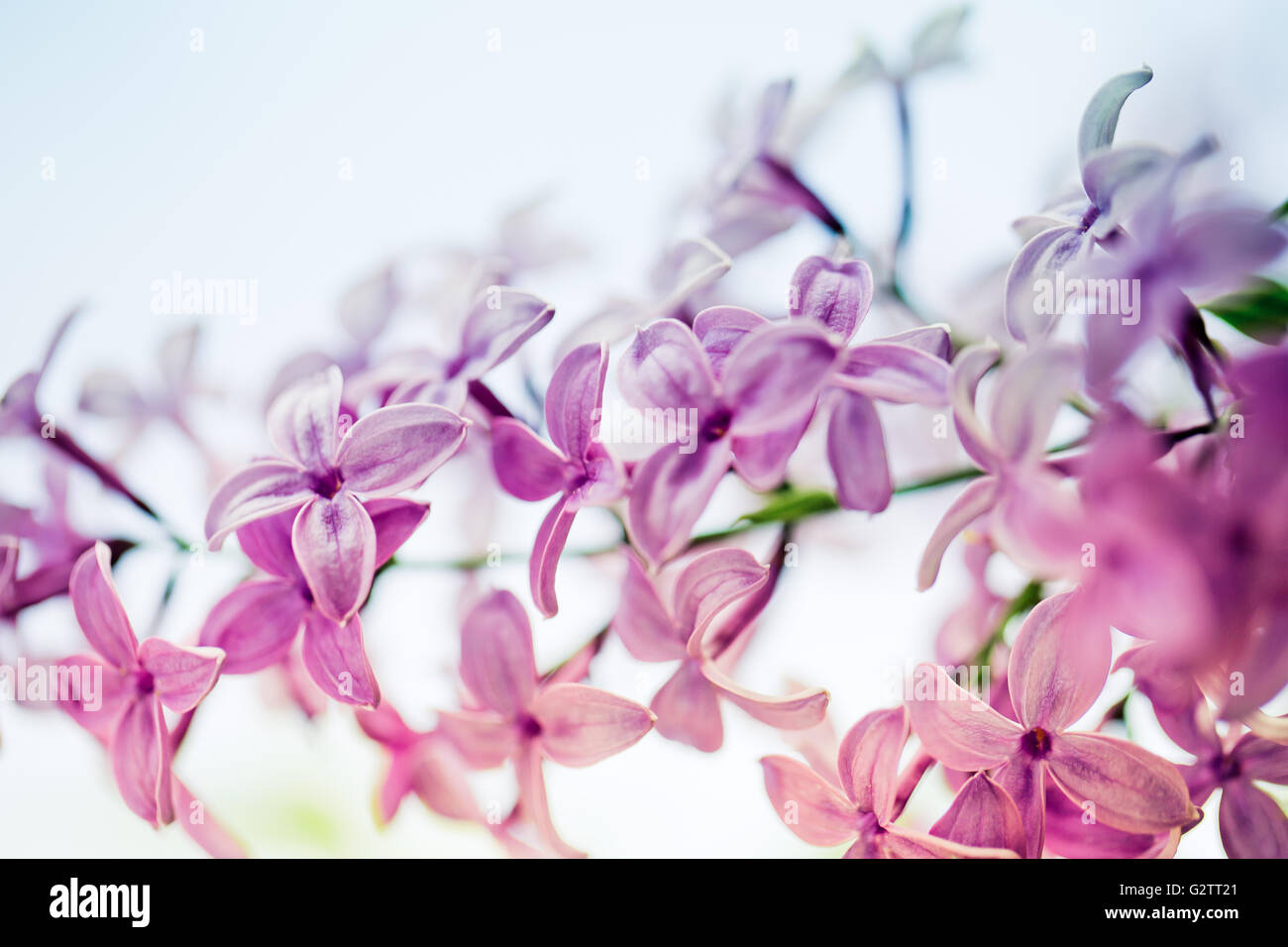 Belles fleurs lilas vif on Elder Bush au printemps Banque D'Images