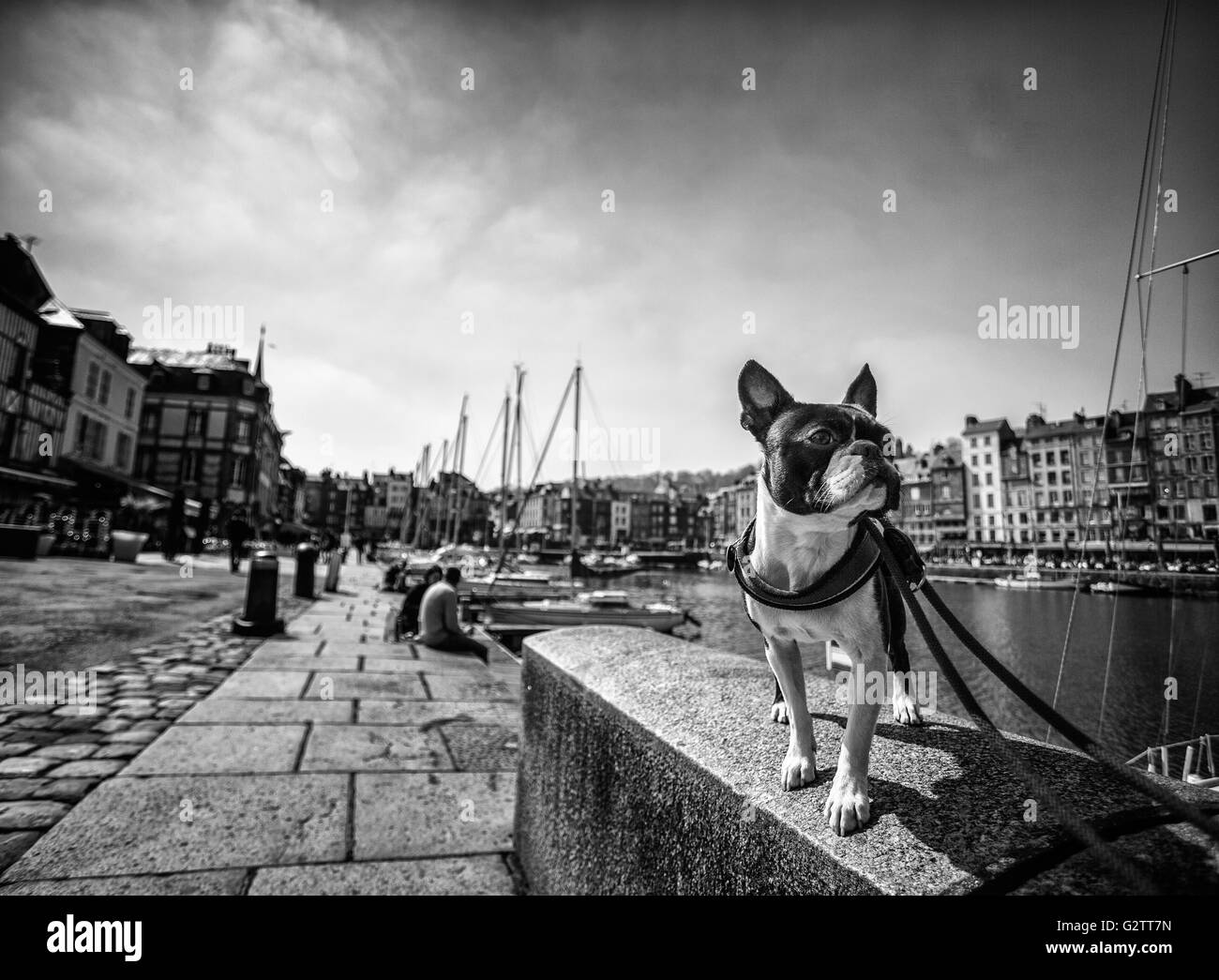 Boston Terrier en Normandie dans le port de Honfleur Banque D'Images