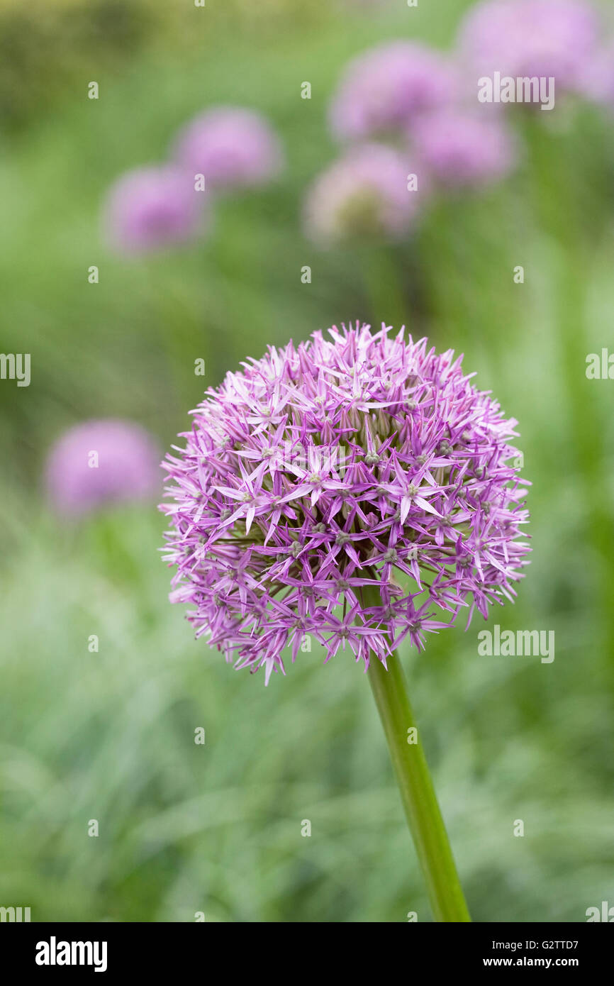 Allium 'Pinball Wizard' de plus en plus d'un jardin anglais. Banque D'Images