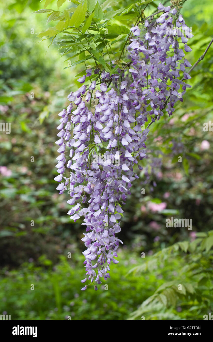Wisteria sinensis fleurs dans les bois. Banque D'Images