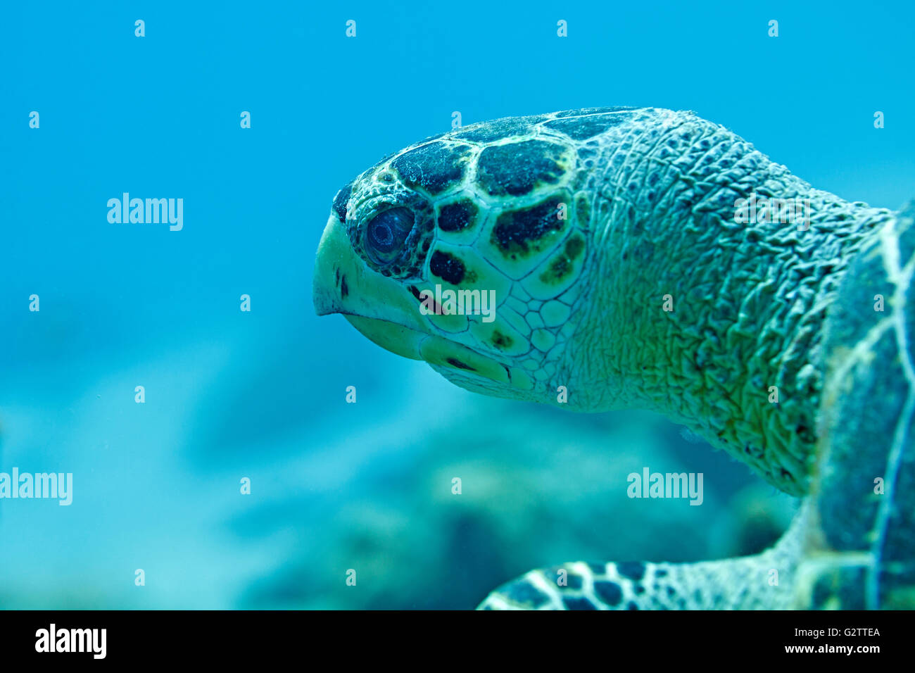 Tortue dans la mer des Caraïbes autour de Bonaire. V.D. Photo Banque D'Images