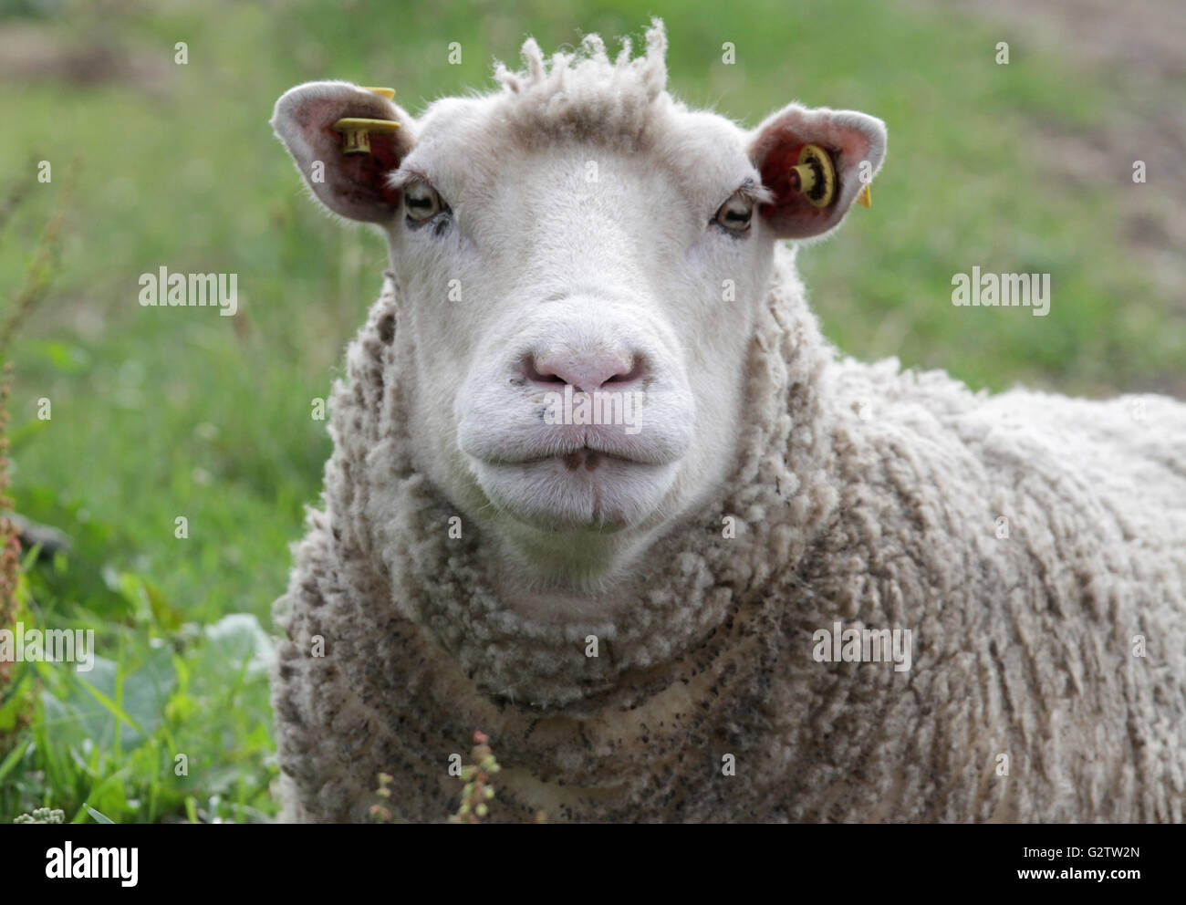 25.07.2015, Schwerin , Mecklembourg-Poméranie-Occidentale, Allemagne - les moutons domestiques. 00S150725D806CAROEX.JPG - pas à vendre dans la région de G E R M A N Y, A U S T R I A, S W I T Z E R L A N D [communiqué de modèle : NON APPLICABLE, DES BIENS : Non, (c) caro photo agency / http://www.caro-images.com, info@carofoto.pl Sorge, - toute utilisation de cette photo est l'objet d'image !] Banque D'Images