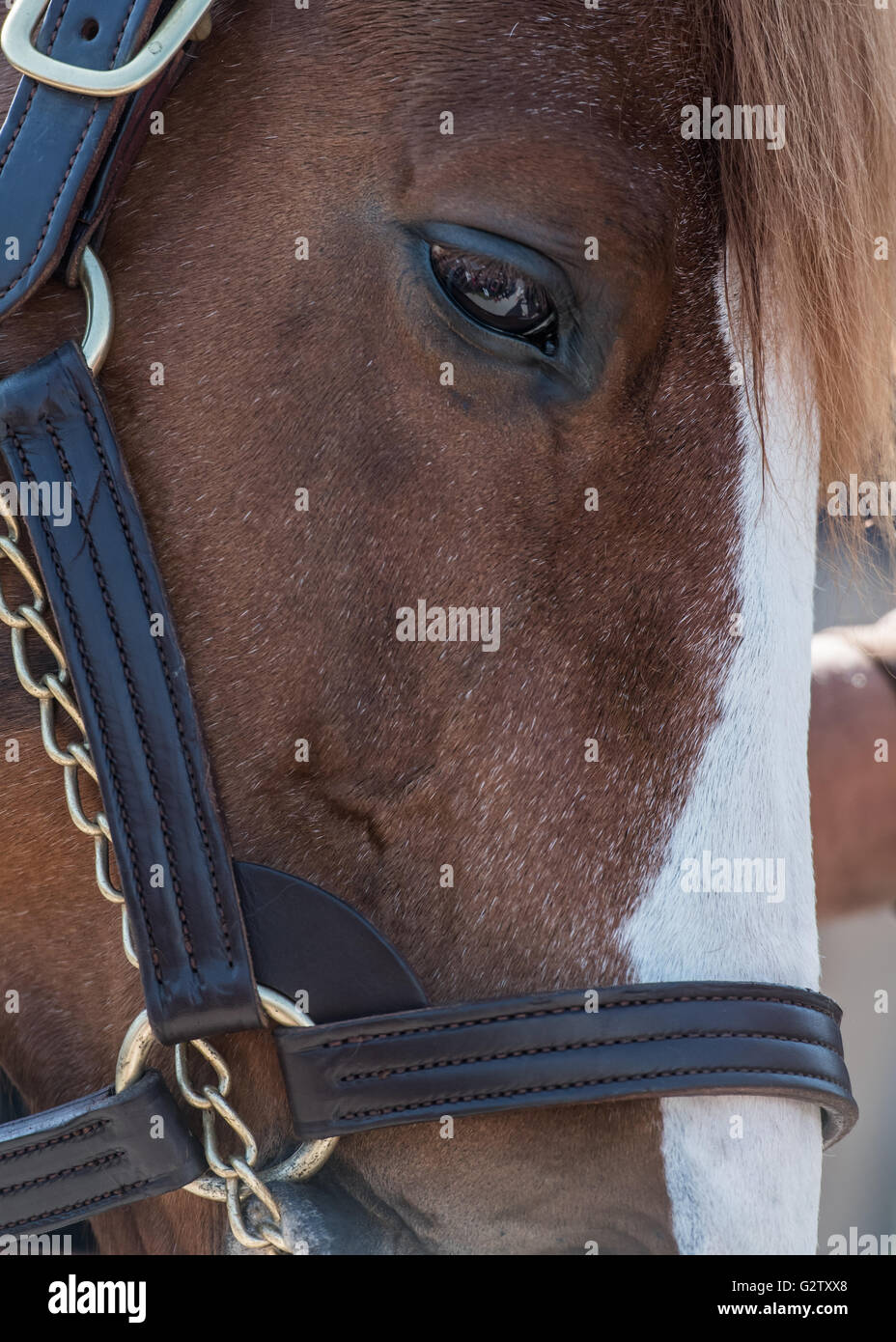 Œil d'un cheval brun et blanc Champion Banque D'Images