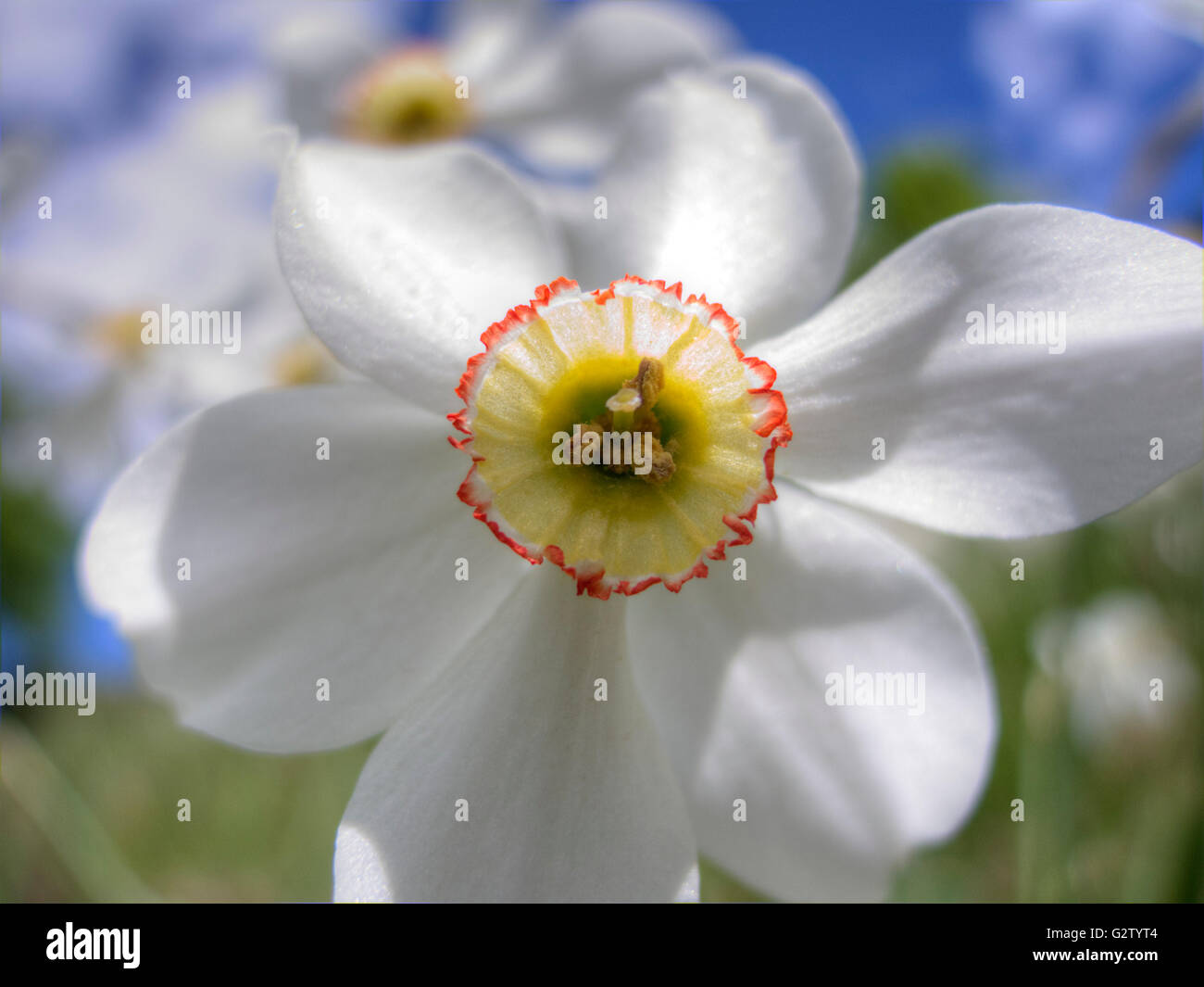 Narcissus poeticus, le narcisse du poète Banque D'Images