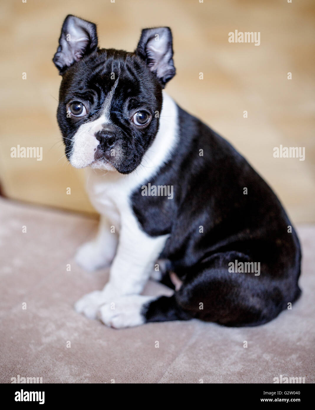 Jolies Jeunes Boston Terrier Puppy Portrait Studio Banque D'Images
