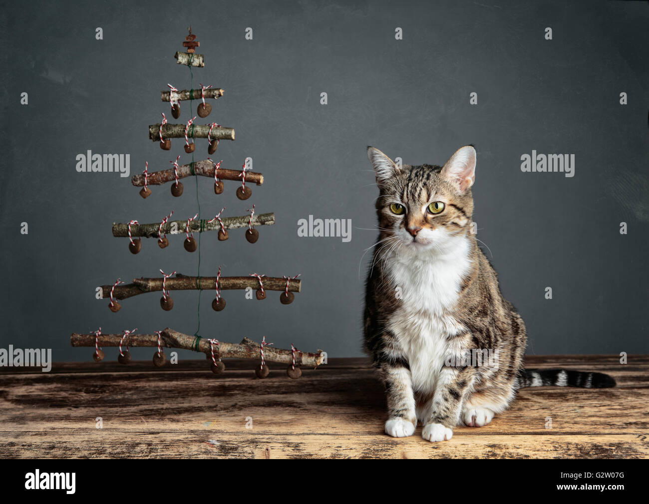 Chat avec l'arbre de Noël symbolique décoré de boulettes de nourriture chat Banque D'Images
