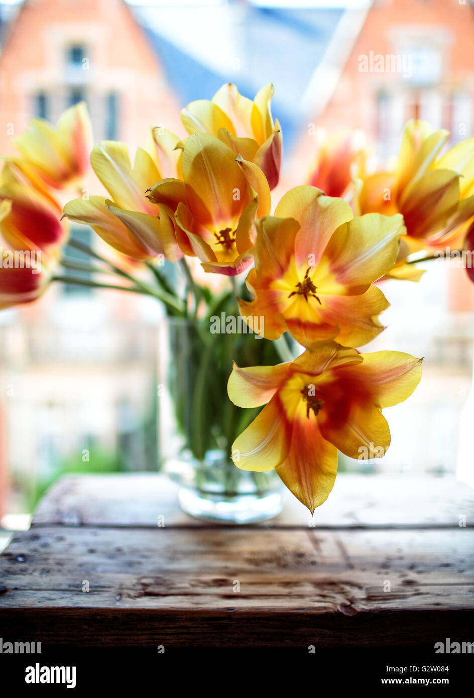 Comme décoration de fenêtre tulipes dans la fenêtre du salon avec l'arrière-plan de la rue Banque D'Images