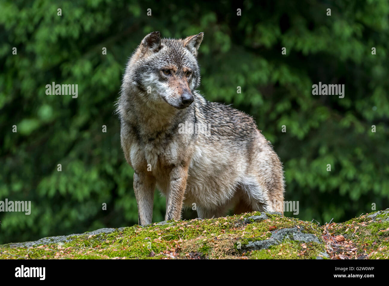 Loup gris solitaire / loup gris (Canis lupus) à la recherche de proies en forêt Banque D'Images