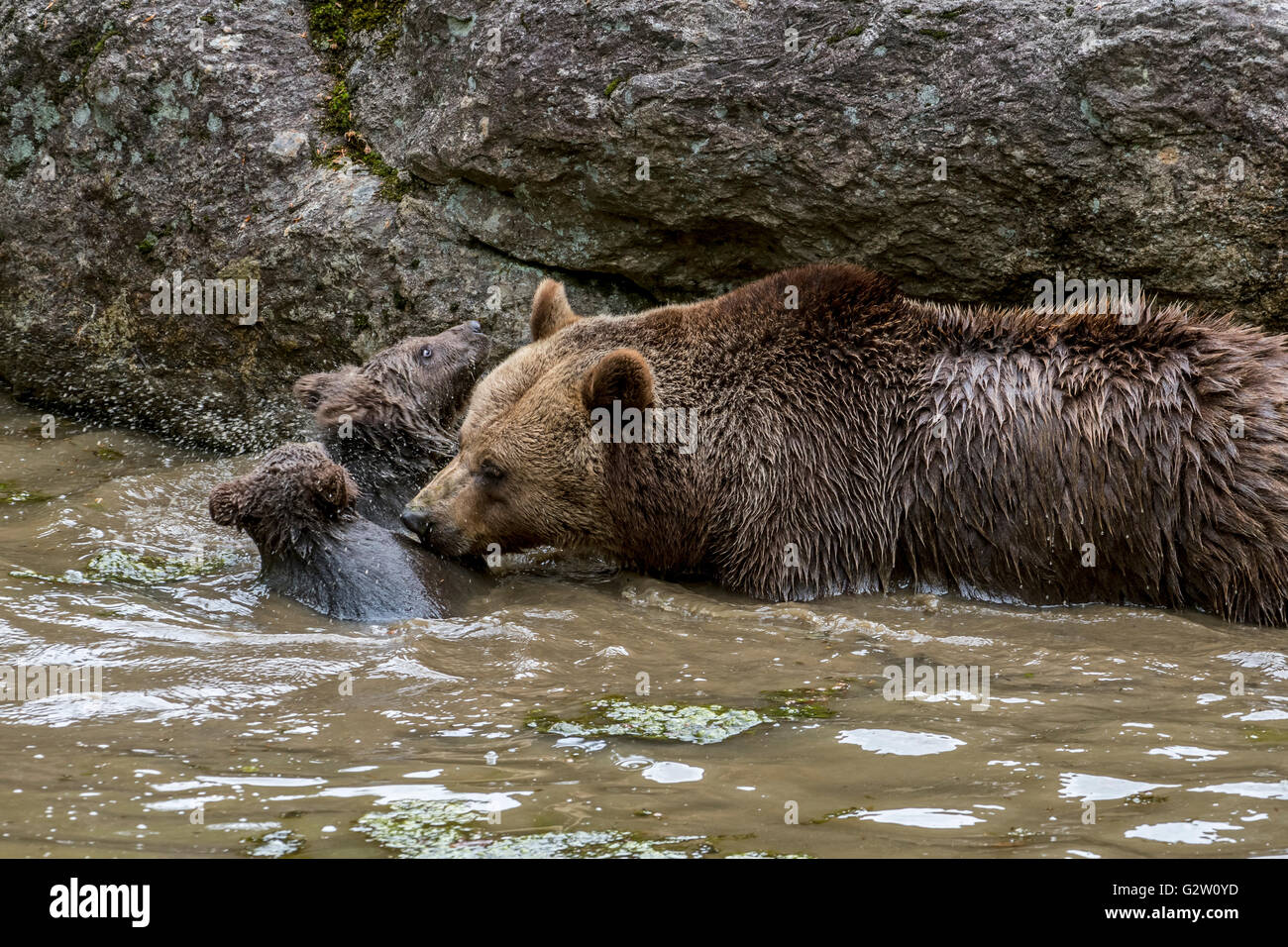 Femelle ours brun (Ursus arctos) en aidant ses deux oursons de natation pour atteindre la rive du fleuve Banque D'Images