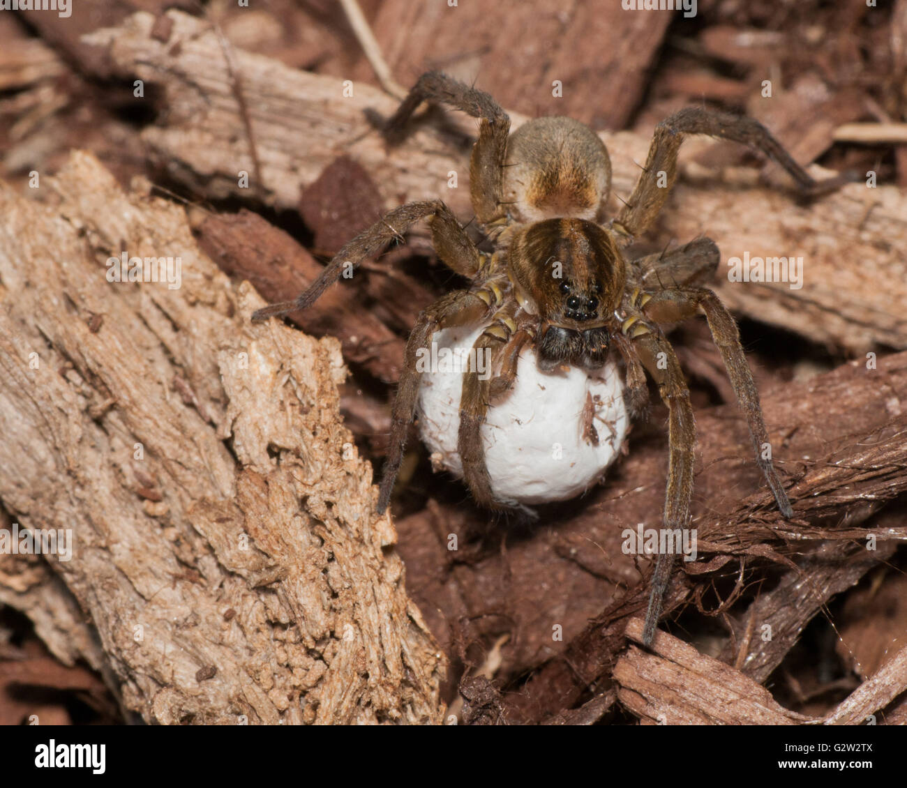 Wolf Spider avec sac d'oeufs en été. Banque D'Images