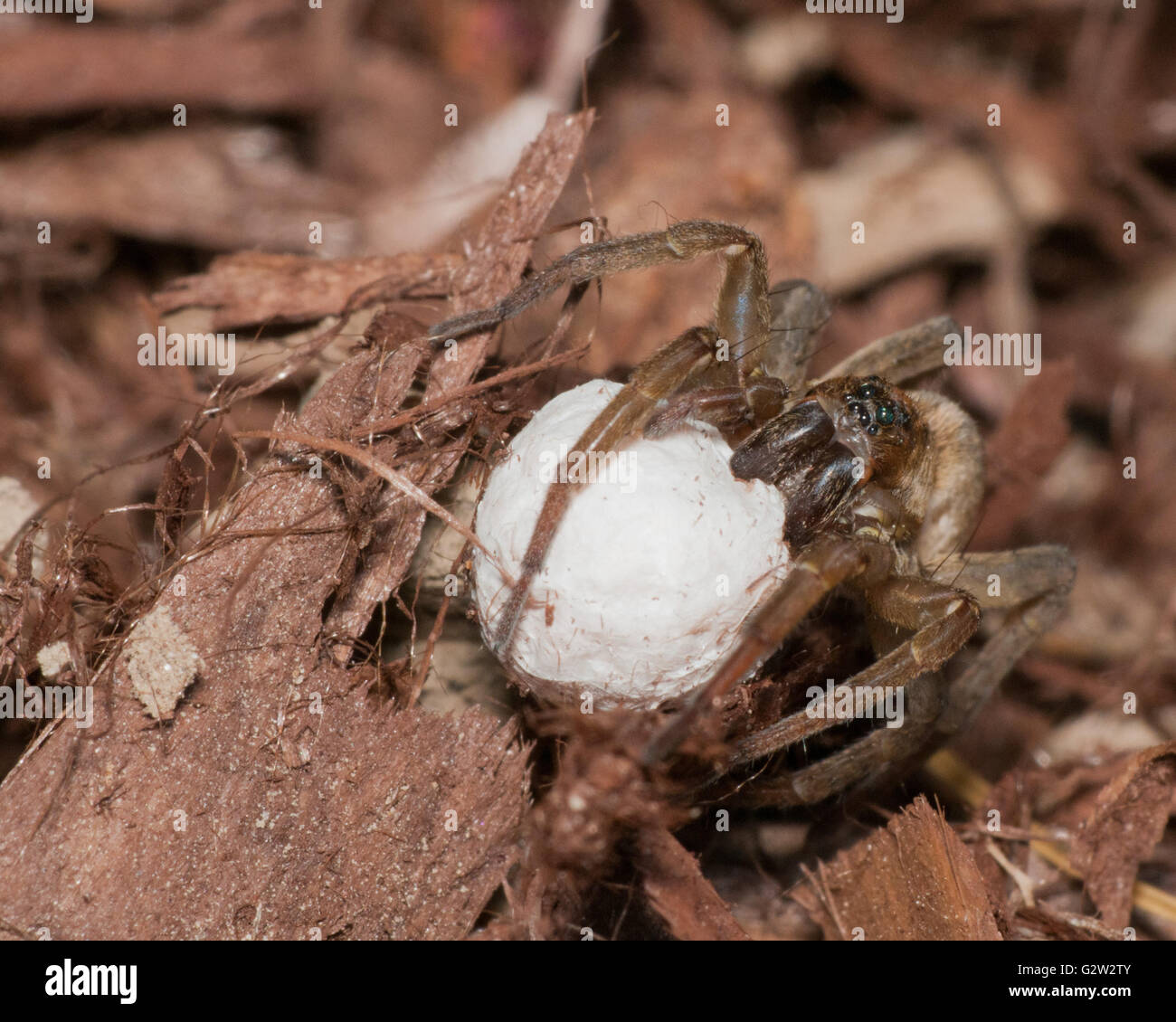 Wolf Spider avec sac d'oeufs en été. Banque D'Images