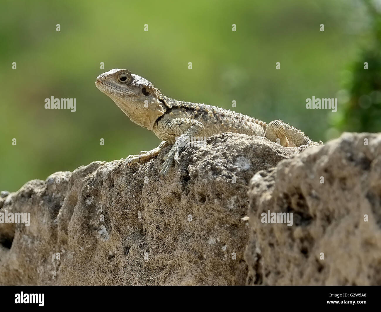 Lézard Gecko (infraordre Gekkota) sur un rocher, les salamis, Famagusta, (Gazimagusa), Chypre du Nord. Banque D'Images