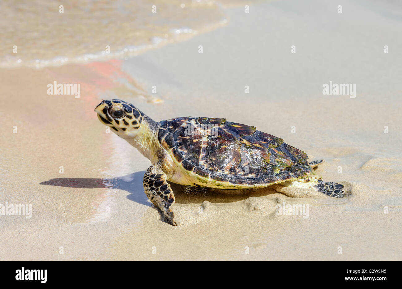 Événement de libération de tortues sur une plage du moyen-Orient, montrant une éclosion se dirigeant vers la mer Banque D'Images