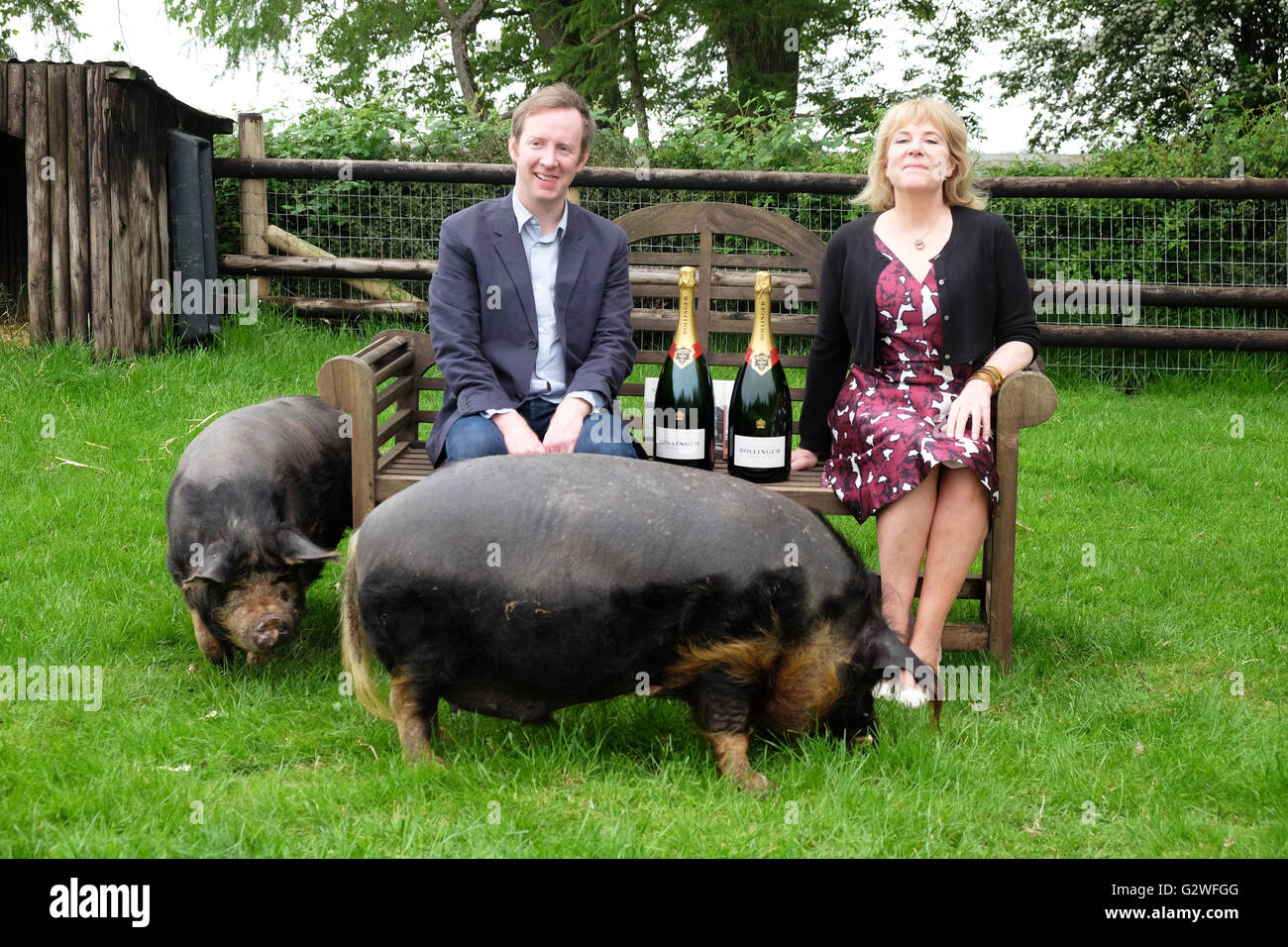 Kington, Herefordshire, UK 4 Juin 2016 - Bollinger Everyman Wodehouse Prize for Fiction comique, petites races ferme, Kington, Herefordshire, UK - Auteurs Paul Murray et Hannah Rothschild célébrer le fait d'être des gagnants de ce prix de la bande dessinée d'années de la fiction. En plus de l'honneur et le champagne chaque auteur aura un porc de race locale nommée d'après leurs titres de livre - Paul Murray aura un cochon du nom de la marque et le vide, Hannah Rothschild aura un cochon nommé l'improbabilité de l'amour. Banque D'Images