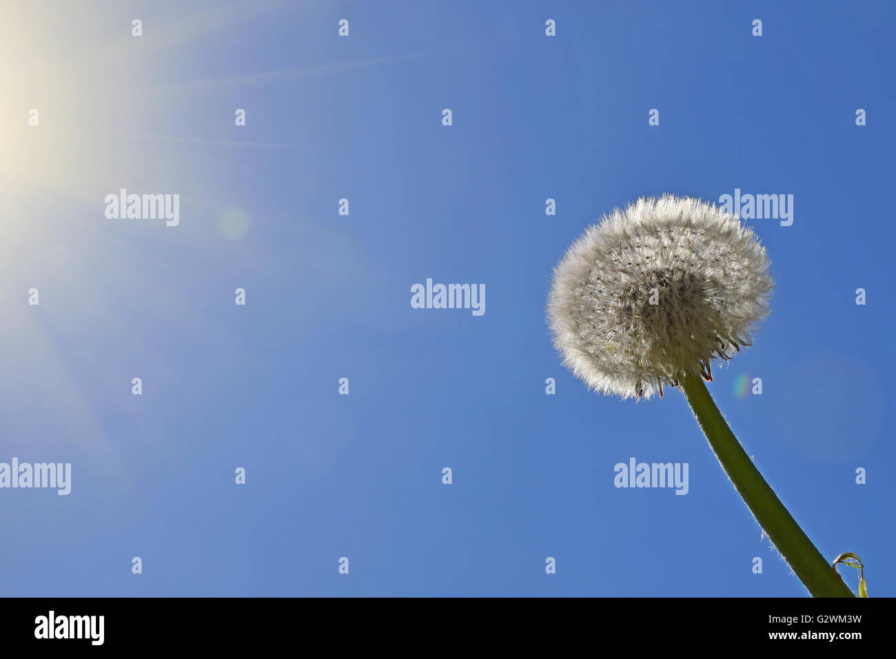 Pissenlit fleur blanche avec tête tige verte de plus en plus clair le ciel bleu et le soleil soleil Banque D'Images