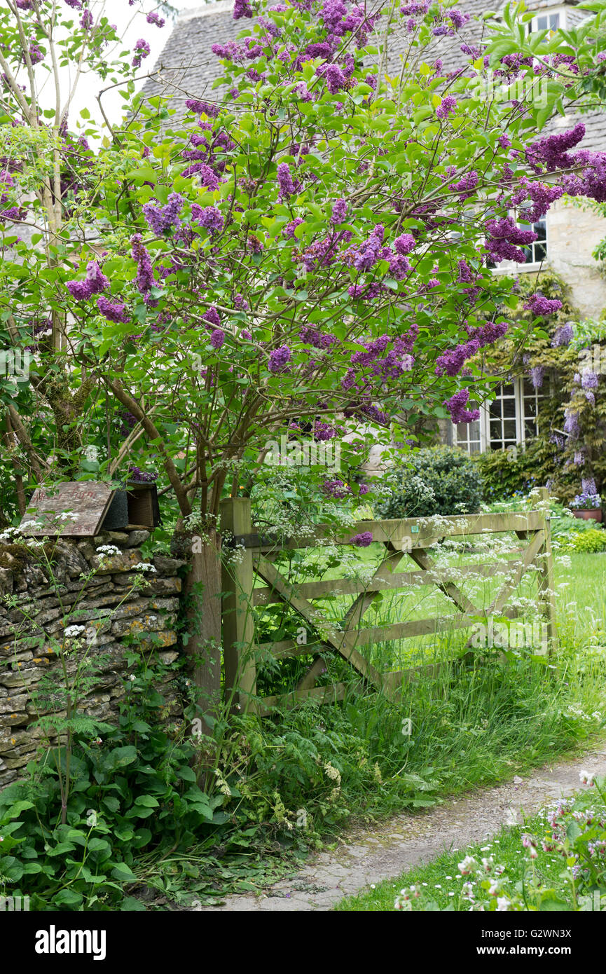 Lilas et barrière en bois en face d'un chalet en Ablington. Cotswolds, Gloucestershire, Angleterre Banque D'Images