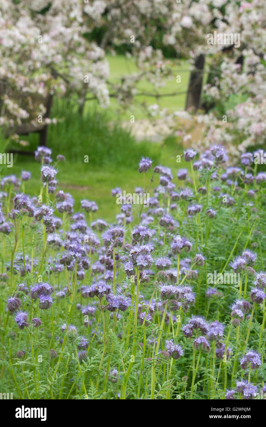 Phacelia tanacetifolia. Fiddleneck Banque D'Images