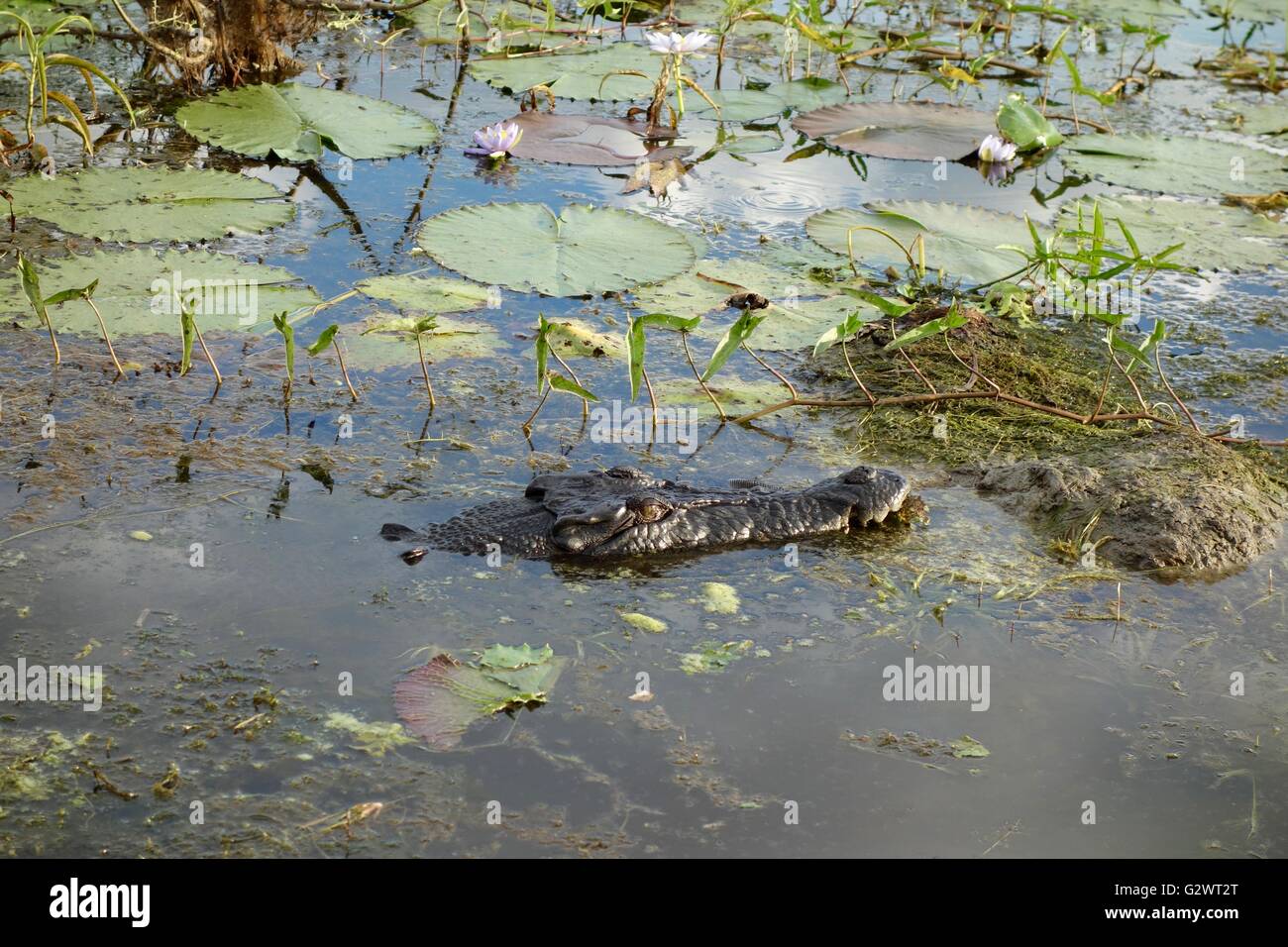 L'eau salée crocodile (Crocodylus porosus) manger un serpent python olive dans l'ouest de la terre d'Arnhem, dans le Territoire du Nord, Australie Banque D'Images