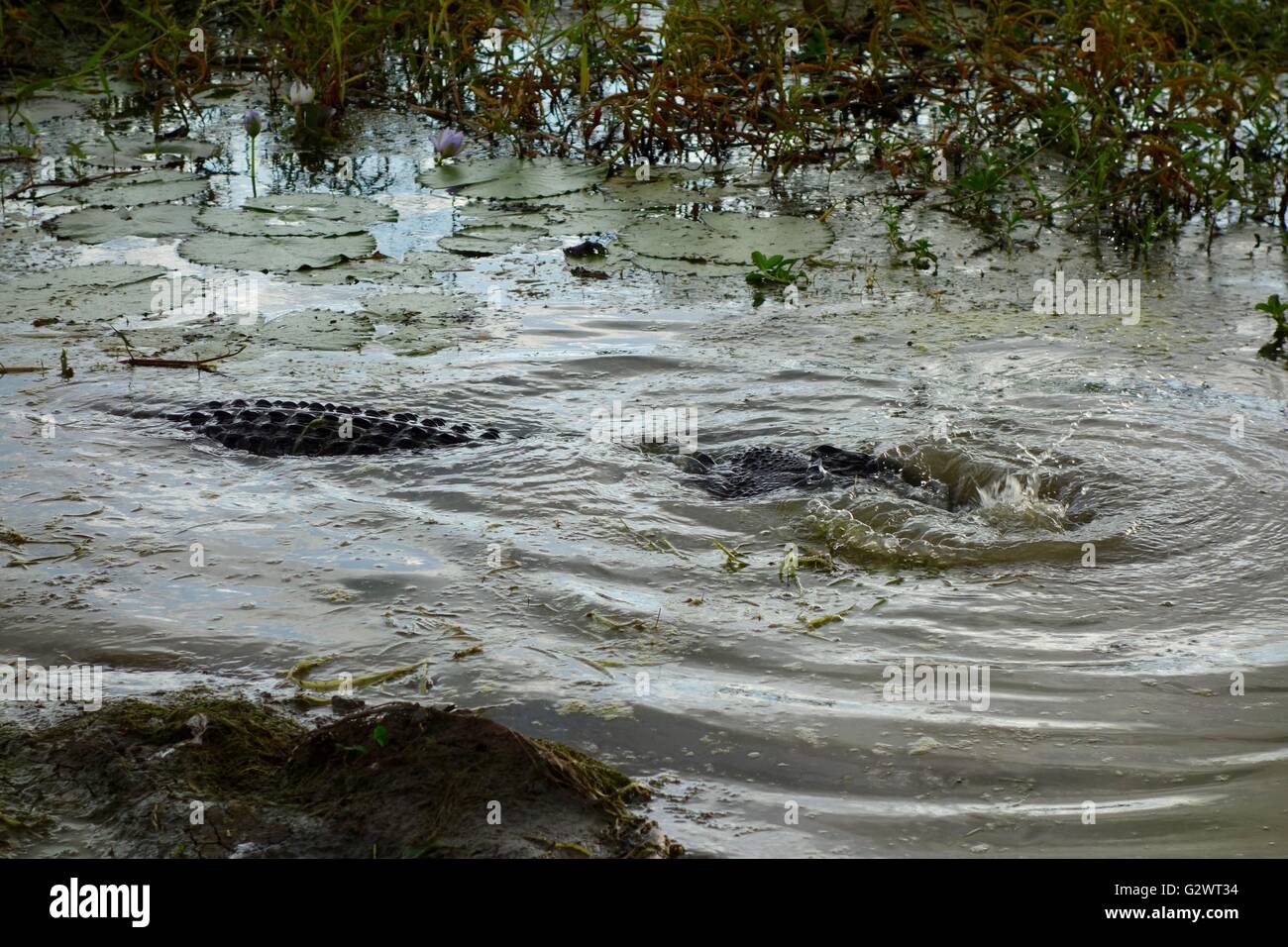 L'eau salée crocodile (Crocodylus porosus) manger un serpent python olive dans l'ouest de la terre d'Arnhem, dans le Territoire du Nord, Australie Banque D'Images