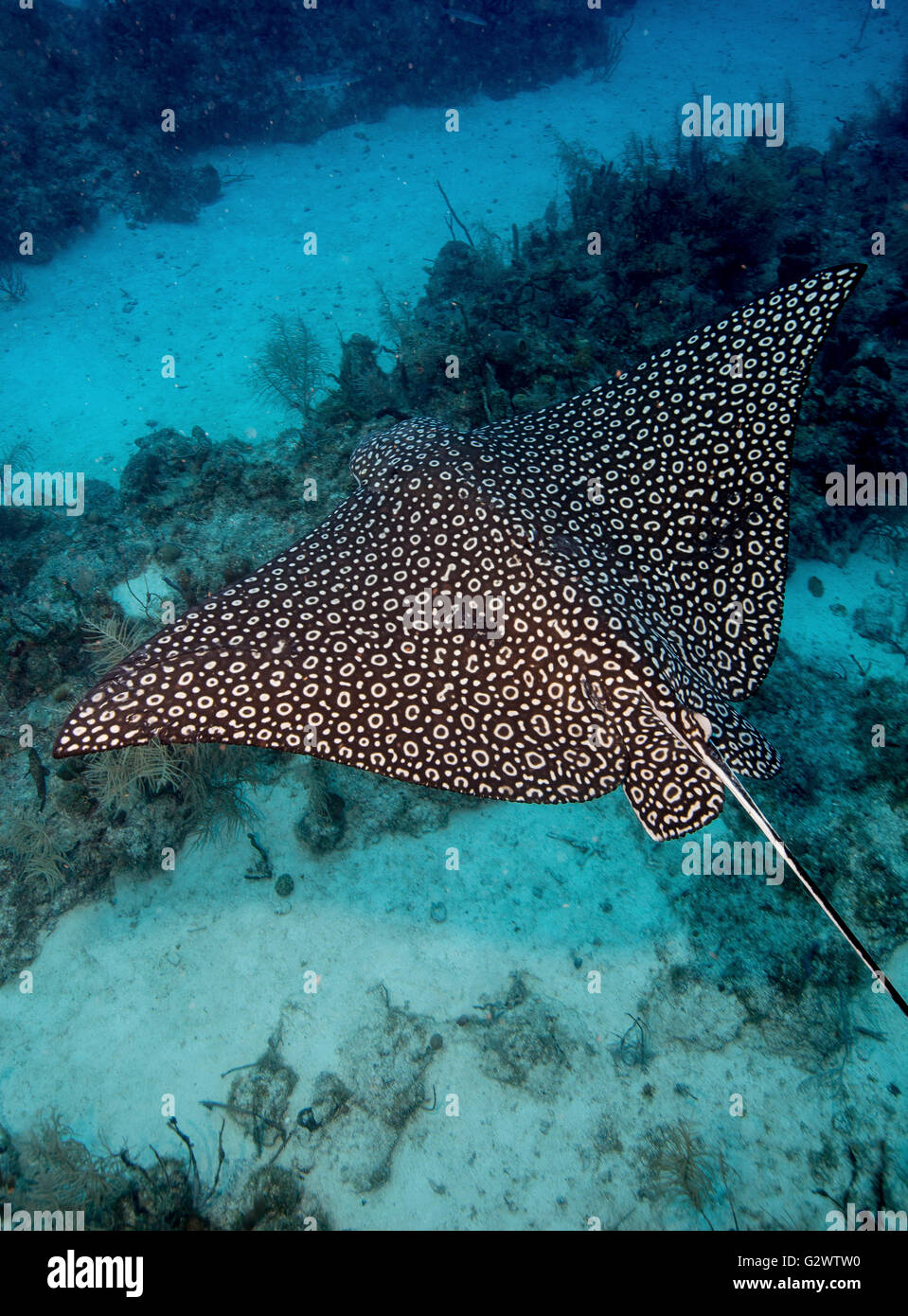 Un Spotted Eagle Ray s'élance à travers le récif. Banque D'Images