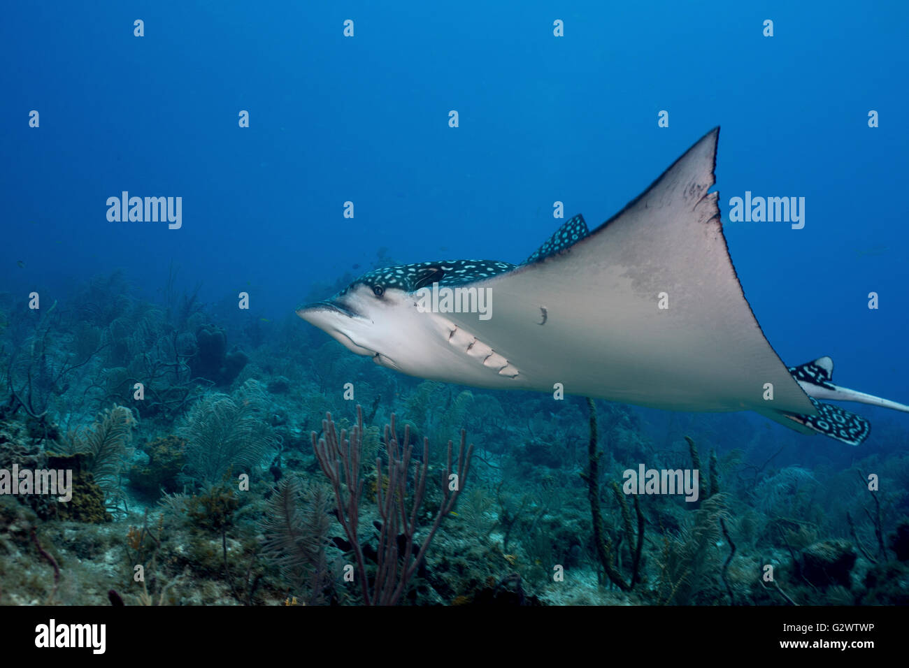 Un Spotted Eagle Ray s'élance à travers le récif. Banque D'Images