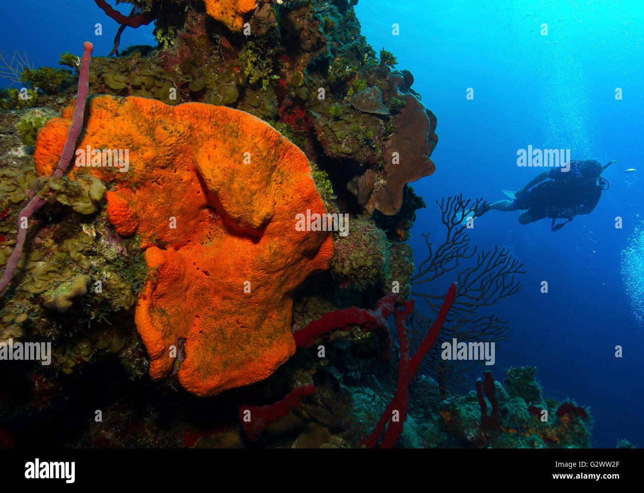 Scuba Diver nage passé un affleurement d'éponges. Banque D'Images