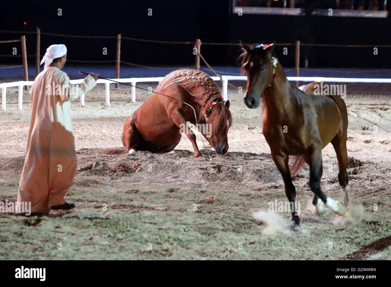 26.03.2015, Dubai, Dubaï, Émirats Arabes Unis - dressage libre, l'allonge sur commande. 00S150326D167CAROEX.JPG - pas à vendre dans la région de G E R M A N Y, A U S T R I A, S W I T Z E R L A N D [communiqué de modèle : Non, des biens : Non, (c) caro photo agency / http://www.caro-images.com, info@carofoto.pl Sorge, - toute utilisation de cette photo est l'objet d'image !] Banque D'Images