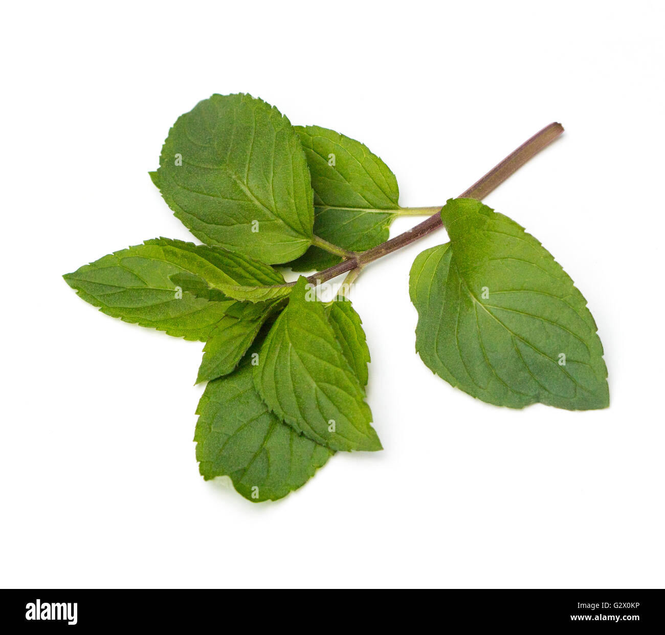 Chocolat Menthe douce (Mentha piperita) feuilles sur fond blanc Banque D'Images