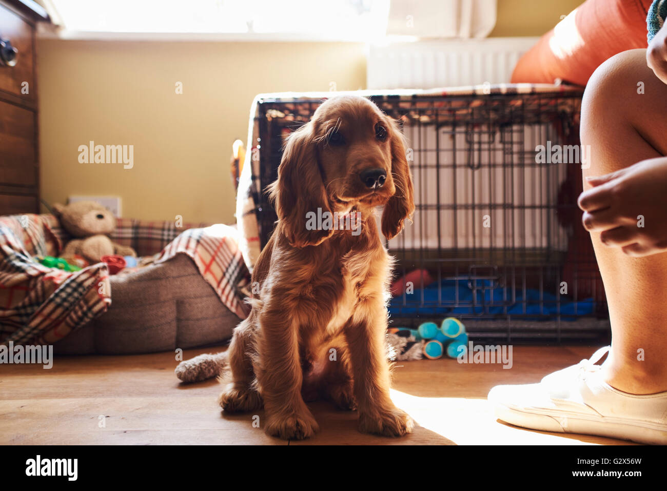 Chiot Cocker assis sur un plancher en bois à la maison Banque D'Images